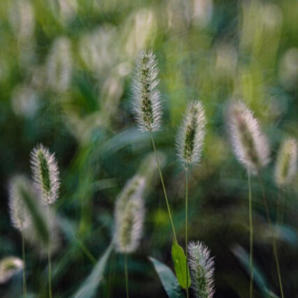 Bowie Yin Sum Kung Activist